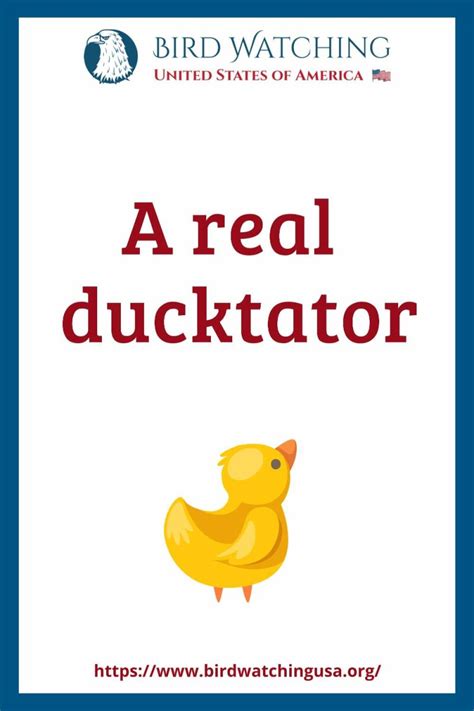 51 Funny Duck Puns & Pictures to Make You Smile!