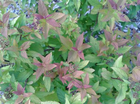 Another beautiful view of the Goldflame Spirea! | Goldflame spirea ...