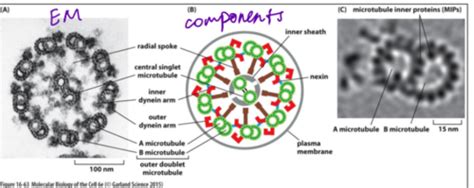 Cell Migration Flashcards | Quizlet