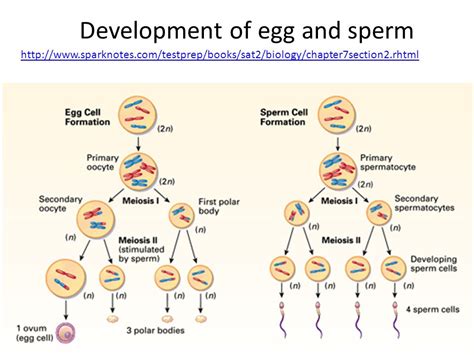 [Solved] In the diagram label the cells which represent the sperm or eggs... | Course Hero