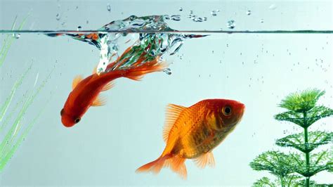Cute Fish Wallpapers - Top Free Cute Fish Backgrounds - WallpaperAccess