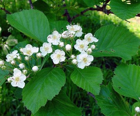 Crataegus succulenta - Alchetron, The Free Social Encyclopedia