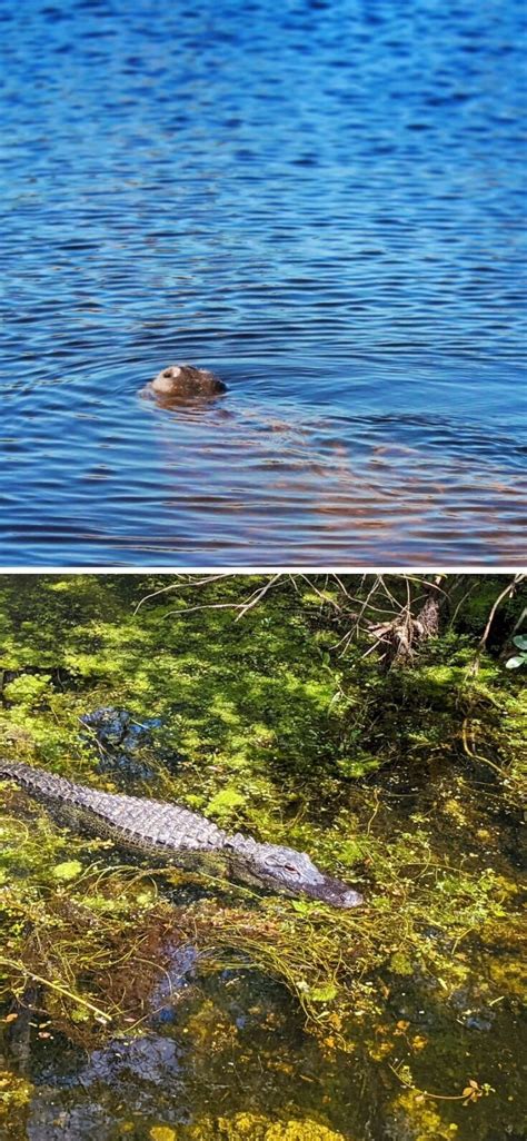 Manatee and Alligator in Everglades National Park Florida - 2TravelDads