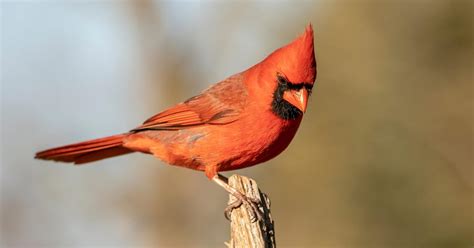 What is the State Bird of Kentucky? (And Why?) | Bird Fact