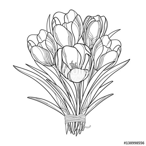 Crocus Flower Drawing at GetDrawings | Free download