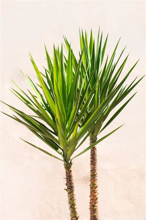 Yucca Plant Care Indoor Water - Pin en Houseplants : The most important ...