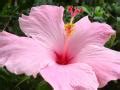 Hibiscus Flower - desktop wallpapers