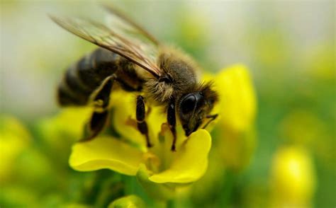 6 Ways You & Your Kids Can Save Endangered Insects! | DIY Garden