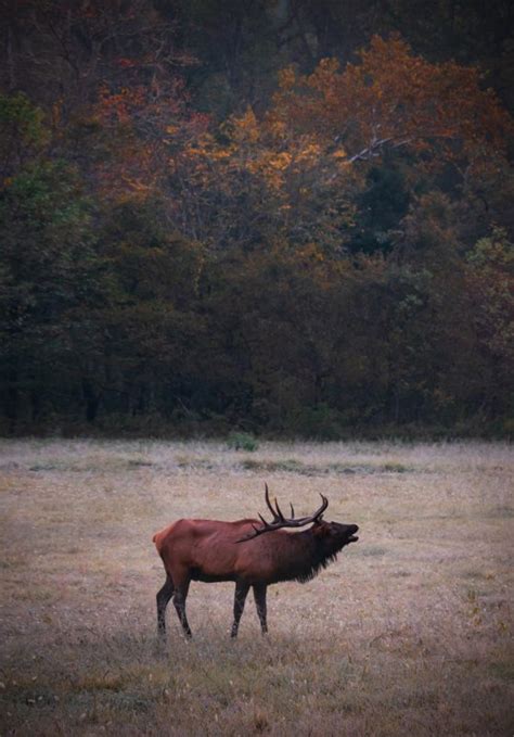 Where To See Fall Foliage in North Carolina For Yourself