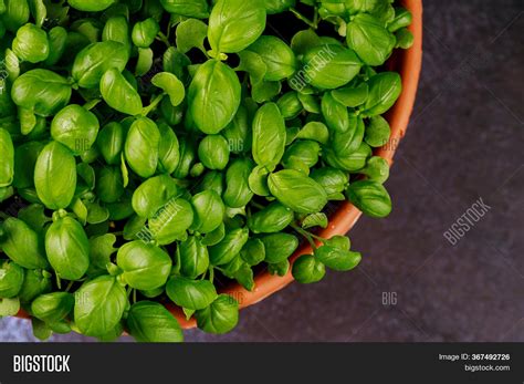 Green Basil Leaf Plant Image & Photo (Free Trial) | Bigstock