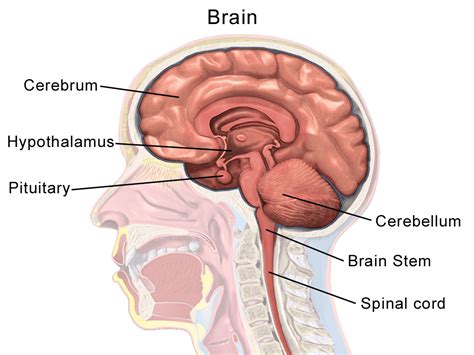 Hypothalamus | Anatomy, Functions, Problems, Summary & Facts