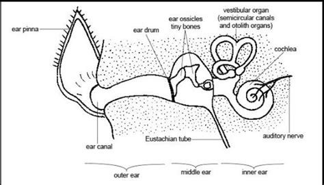 I am Your Dog's Eardrum - Dog Discoveries