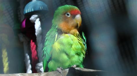 Rosy Faced Lovebird Free Stock Photo - Public Domain Pictures