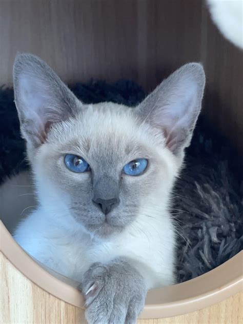 Meeko, my new Siamese Blue Point kitten! : r/Siamesecats