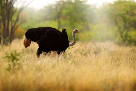 Common Ostrich Facts - Weight, Height, Habitat & Captivating Trivia