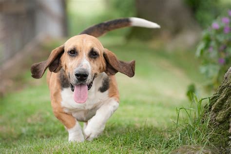 Basset Hound Names - Pet Ponder