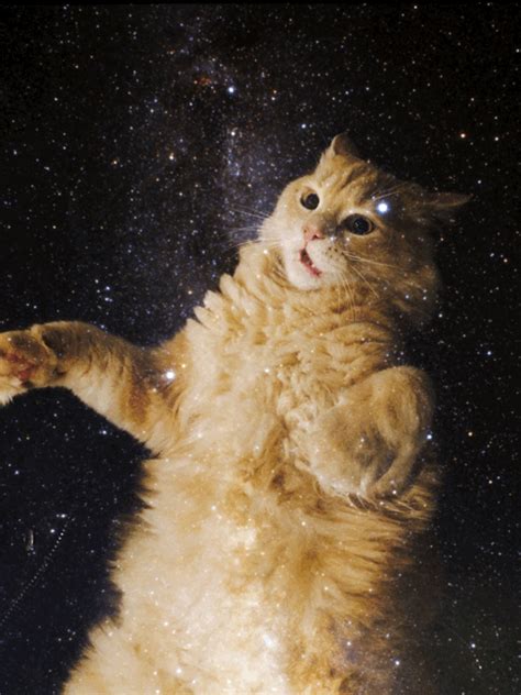 ترب هت | Cute cat memes, Cute cats, Space cat