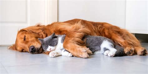 What Dogs Get On Best With Cats