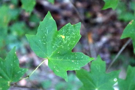 Florida Maple Tree - Footsteps in the Forest