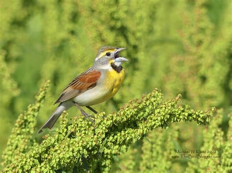 Missouri Bird Photos - THE BIRD BLOGGER