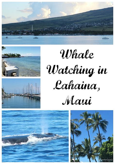 Whale Watching In Lahaina, Maui - The Red Painted Cottage