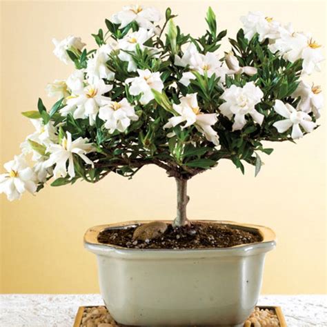 How to Grow a Gardenia Bonsai - Bonsai Tree Care- The Ultimate Guide ...