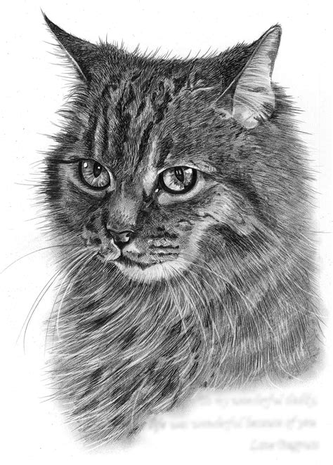 Pencil Drawing Of Cat In Loving Memory Pencil Sketch Portraits | Images ...