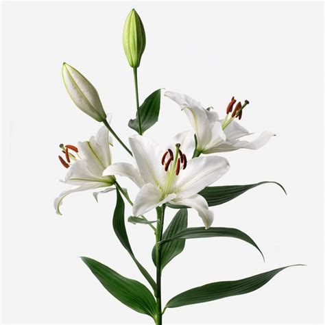 Long Stem Lillies | Fresh Tall Lillies Delivered | FLOWERBX UK