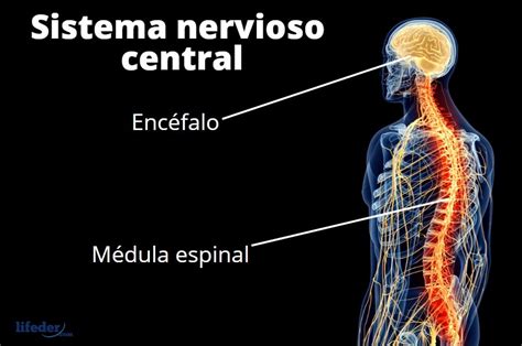 El Sistema Nervioso Sistema Nervioso Sistema Nervioso Central Nervioso | Porn Sex Picture