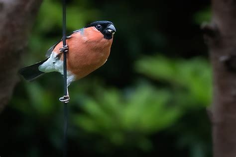 Bullfinch | One of our resident bullfinches stopping by for … | Flickr