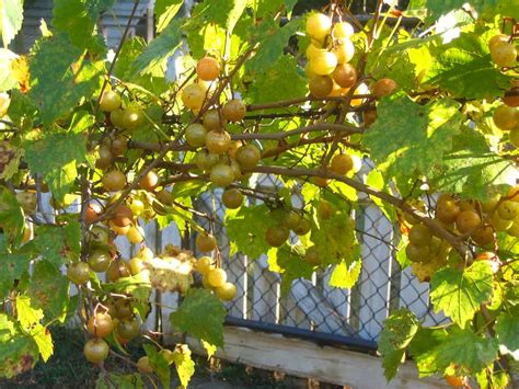 Muscadine Grape Vines: What You Should Know