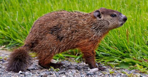 Fun Facts About Groundhog Day That Will Brighten Your Day! - Goodnet