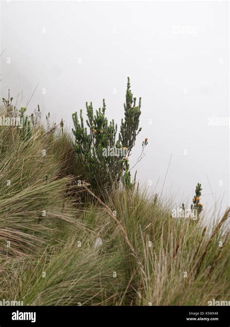 Pichincha, Ecuador - 2017: At native plant at the Pichincha volcano, located just to the side of ...