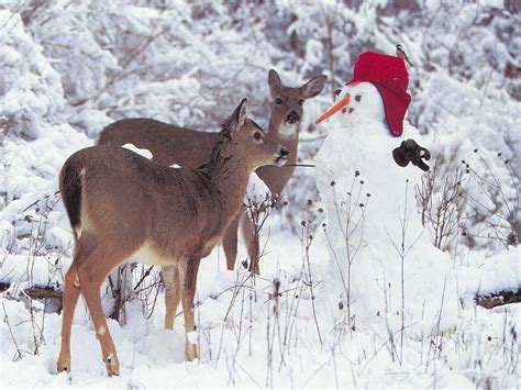 Deer and Snowman w'paper (Christmas 2008) - Christmas Wallpaper ...