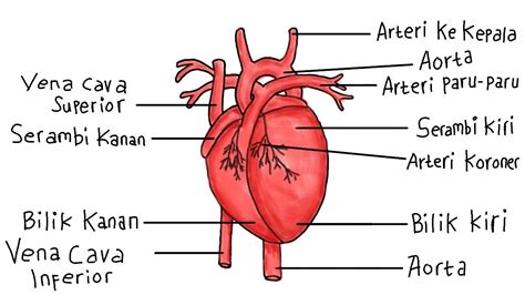Download Koleksi 78 Gambar Jantung Yang Mudah HD Terbaik - Gambar