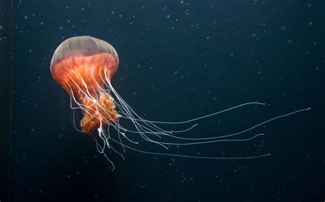 Scientists make jellyfish swim faster to prepare for deep-sea ...