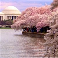 Washington, DC: See the Cherry Blossoms & explore!