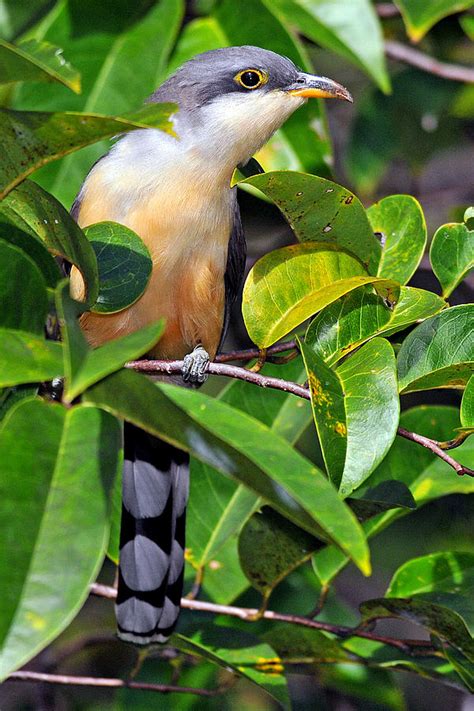 Mangrove Cuckoo Photograph by Alan Lenk - Pixels