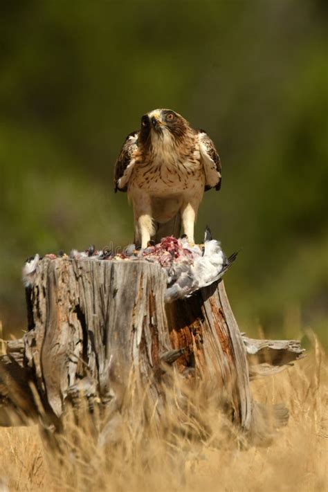 Booted Eagle in the Forest with a Prey Stock Photo - Image of griffon, booted: 260507020