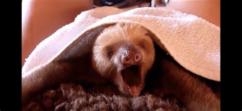 Cutest Baby Sloths! 🦥 🥰 - One News Page VIDEO