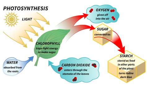 Steps Of Photosynthesis Diagram