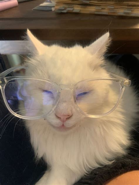 cat with glasses in 2024 | Cat glasses, Crazy cats, Pretty animals