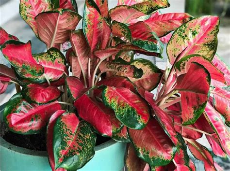 Top 10 House Plants With Red Leaves | Plantophiles