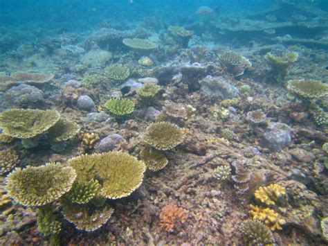 Recent coral bleaching in the Chagos Archipelago | Chagos Conservation ...