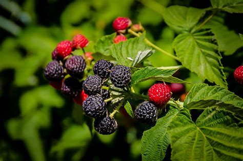 Cumberland Black Raspberry Bushes For Sale | The Tree Center™