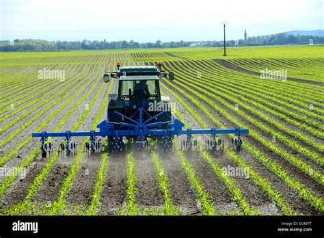 Farmer working in maize field vibro-cultivator. Modern agricultural ...