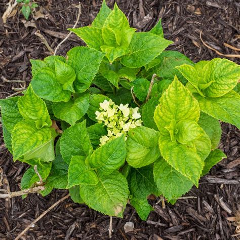 Buy Hydrangea 'Endless Summer' Online | Flowering Shrubs | Bay Gardens