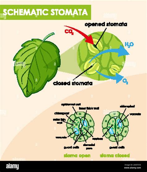 Diagram showing schematic stomata illustration Stock Vector Image & Art - Alamy