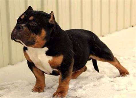 Droll French Bulldog American Bully Mix - l2sanpiero