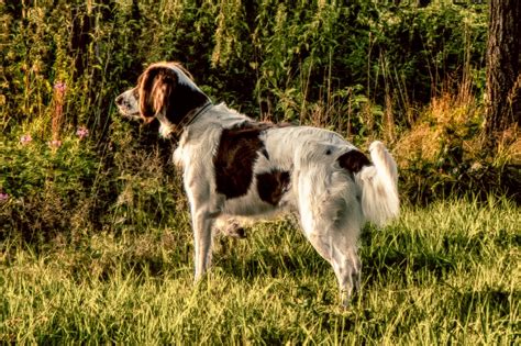 11 Dutch Dog Breeds (With Pictures!) - DogsPlanet.com